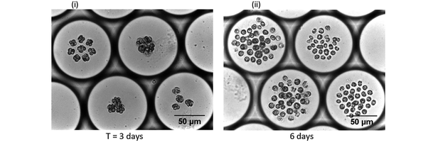 Growth of microalgae, C. reinhardtiicells, inside microdroplets